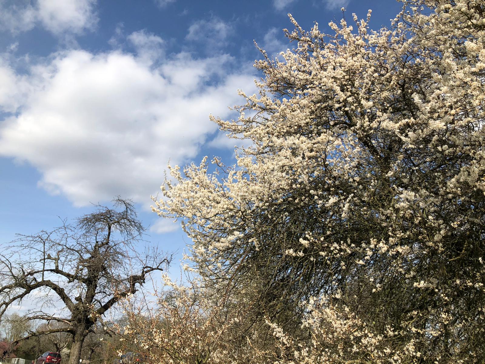 fruehling-bluete-christiane-witt-fengshui-beratung